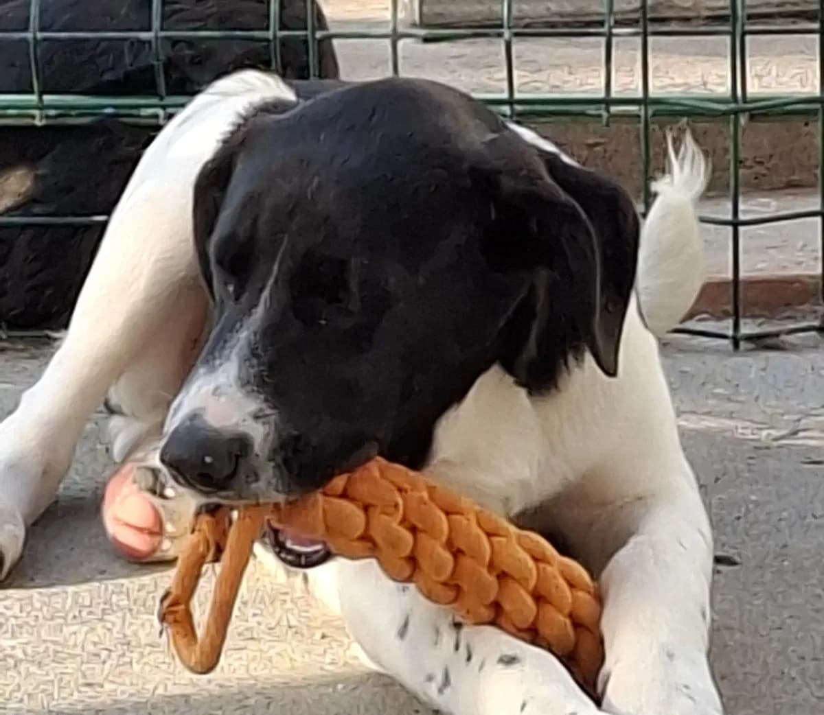 Luno *ca. 12/2025,  young Mixed Breed for adoption at Strays United e.V.