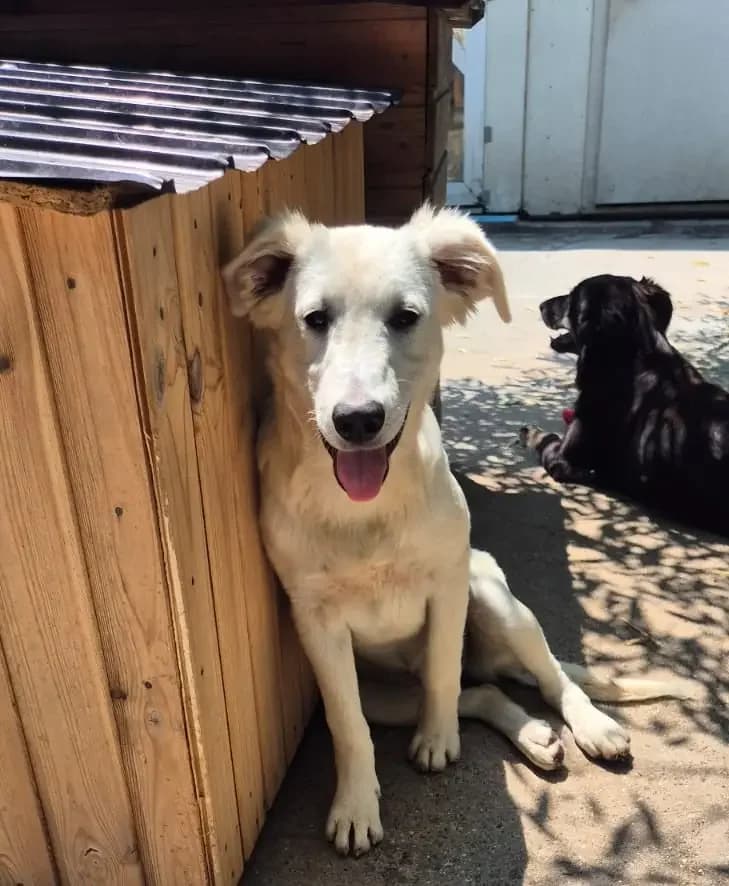 Bianca *ca. 01/2026,  puppy Mixed Breed for adoption at Strays United e.V.