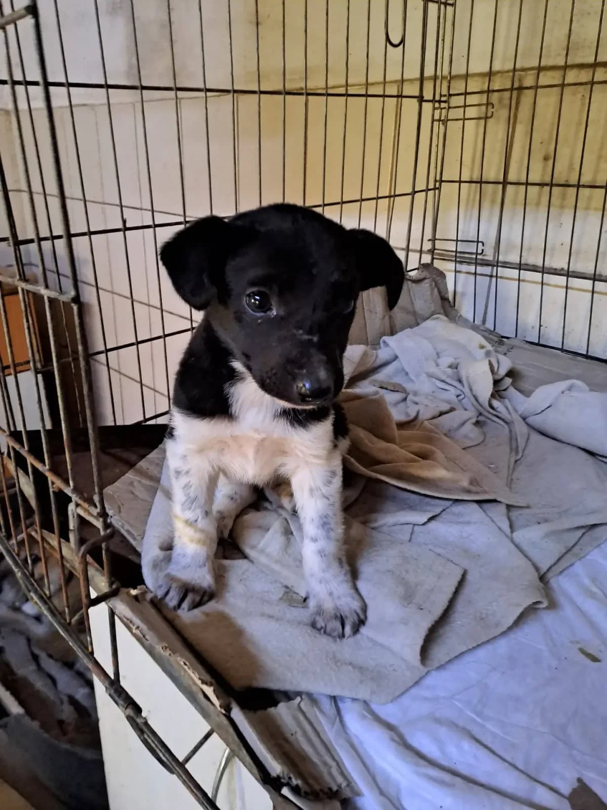 Pina *ca. 2/2026, puppy Mixed Breed for adoption at Strays United e.V.