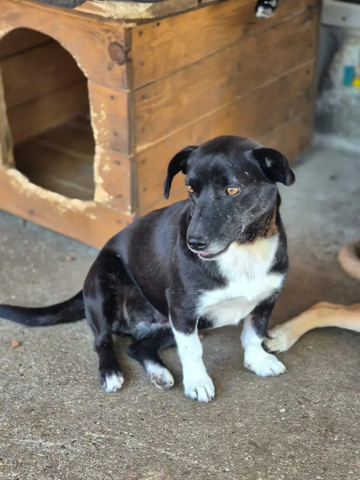 Luisa *ca. 2023,  3yo Mixed Breed for adoption at Strays United e.V.