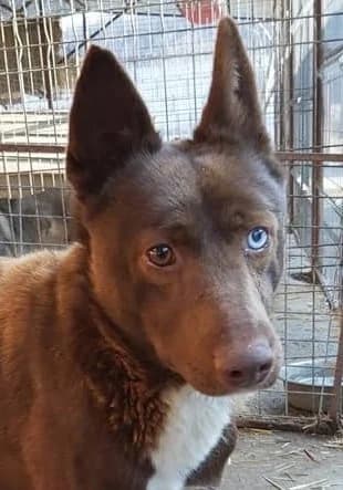 Pumpkin * ca. 2017, blau  senior Mixed Breed for adoption at Strays United e.V.