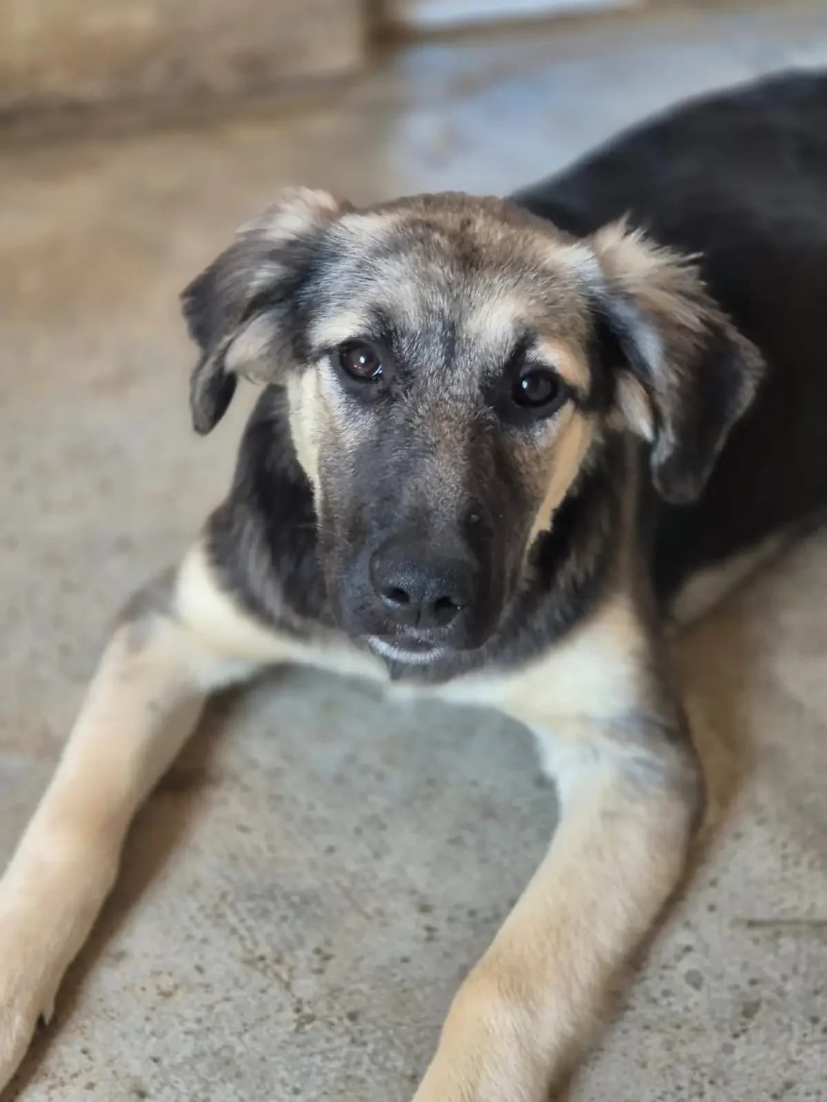 Mariechen *ca. 01/26,  puppy Mixed Breed for adoption at Strays United e.V.
