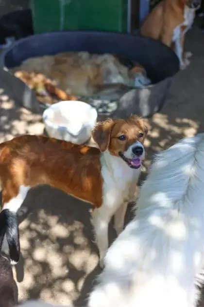 Noemi *ca. 12/2025, young Mixed Breed for adoption at Strays United e.V.
