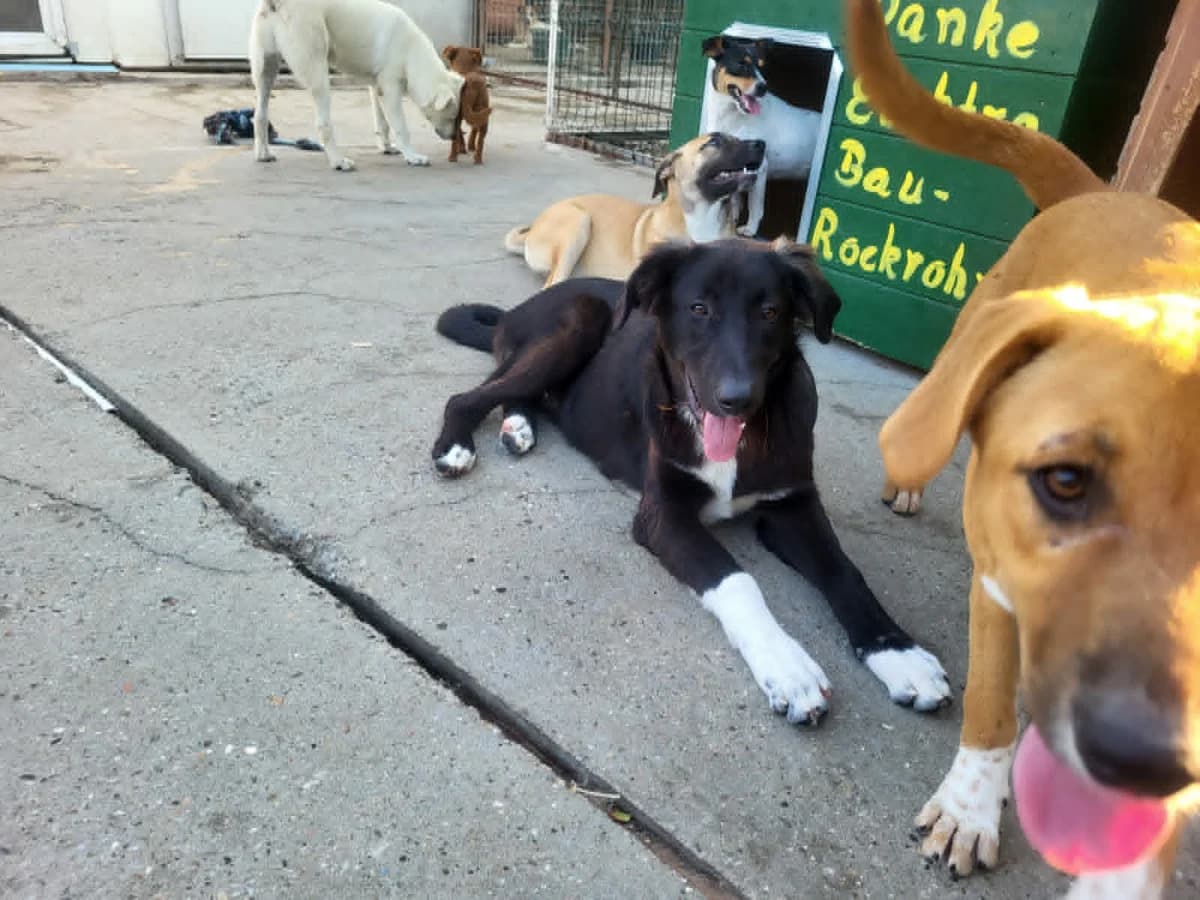 Balou *1/2026, puppy Mixed Breed for adoption at Strays United e.V.