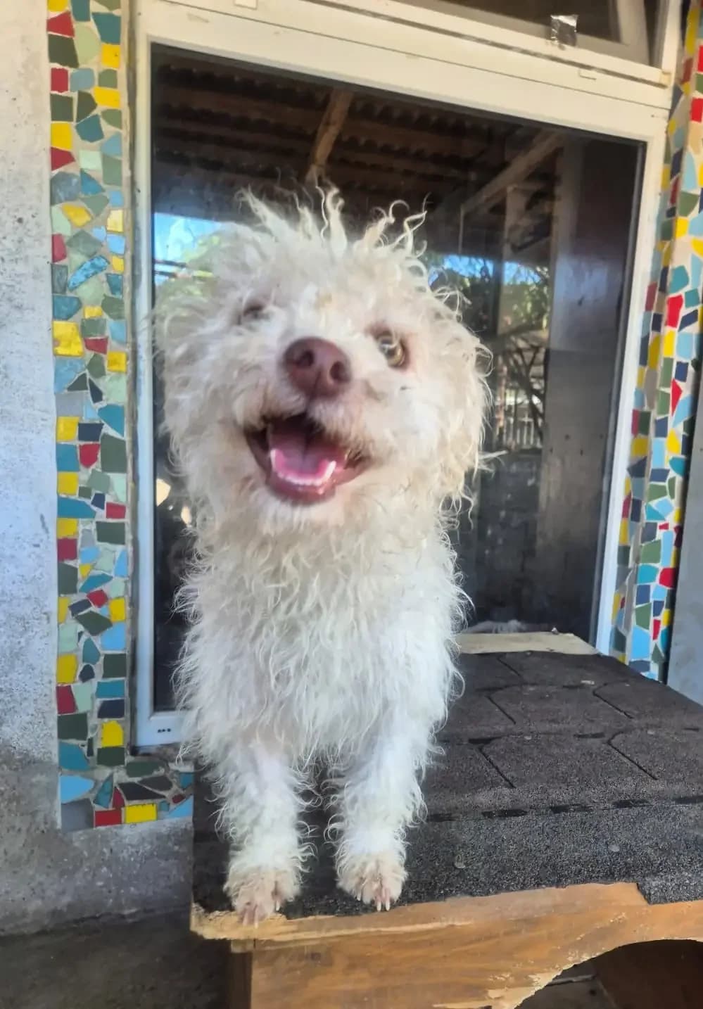 Gracy *ca. 2/2025,  young Mixed Breed for adoption at Strays United e.V.
