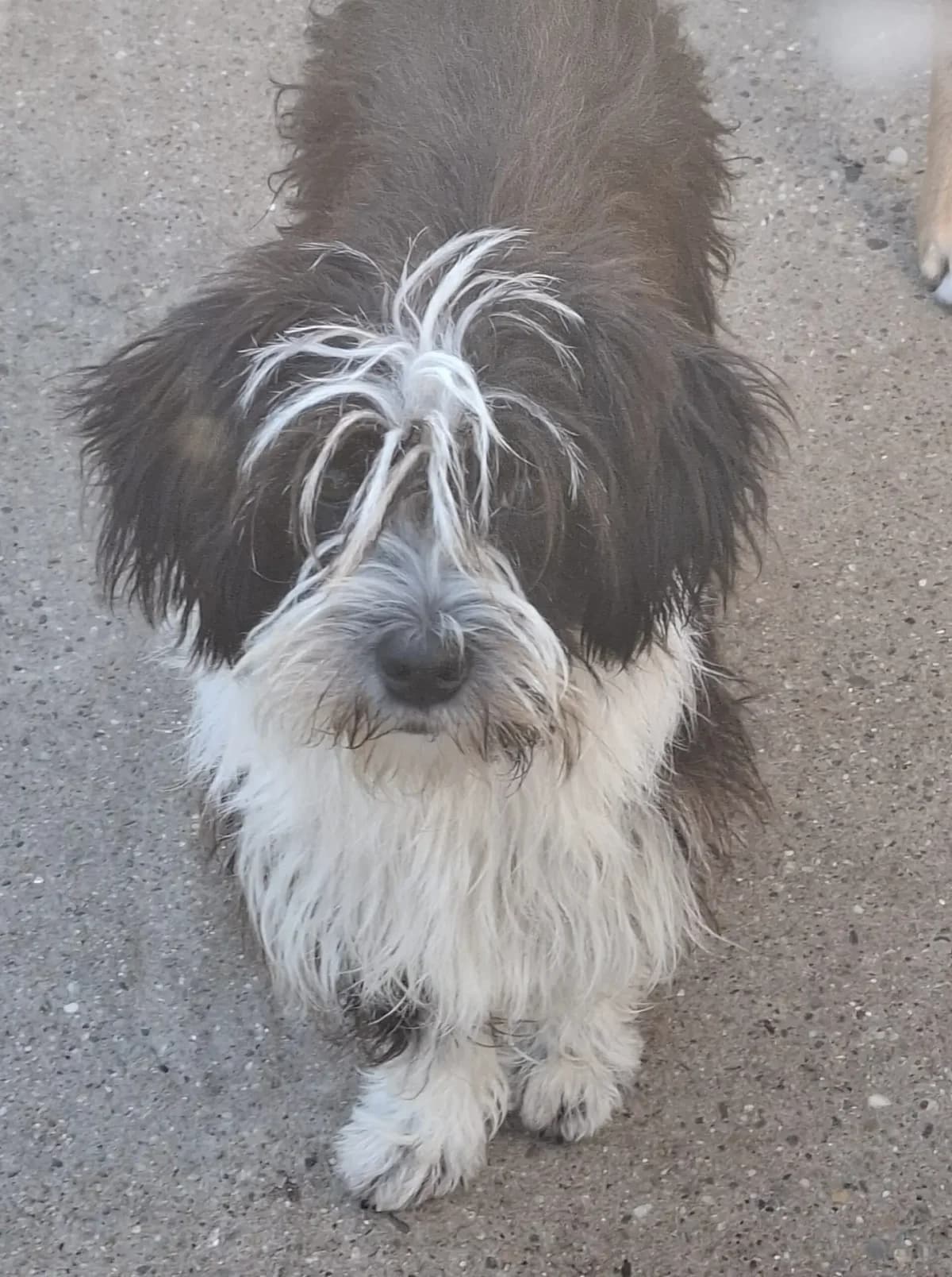 Sorella *2024,  young Mixed Breed for adoption at Strays United e.V.