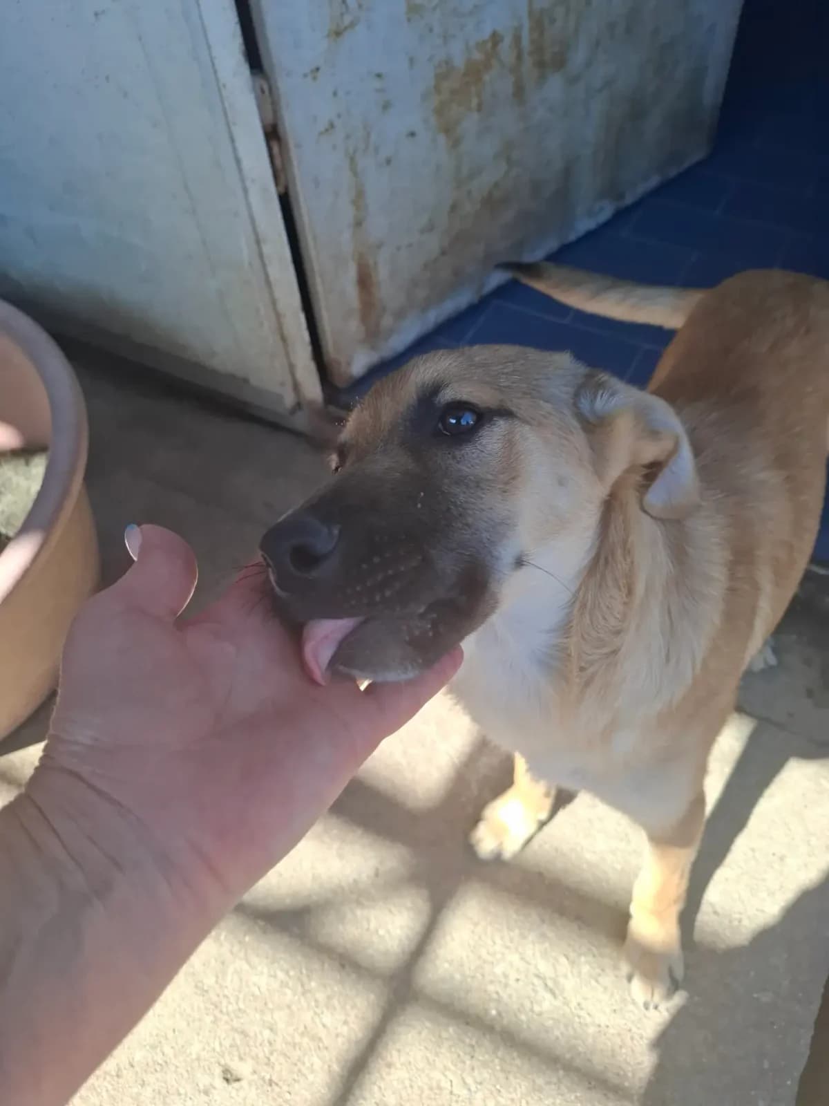 Pucki *ca. 01/26,  puppy Mixed Breed for adoption at Strays United e.V.