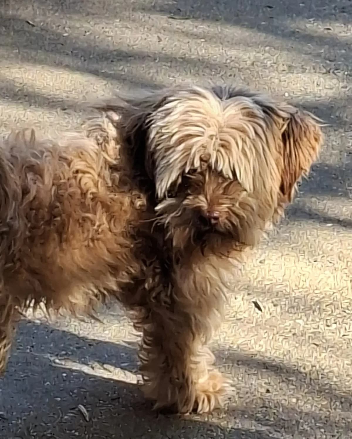 Bonnie 1 *ca. 5/2024,  young Mixed Breed for adoption at Strays United e.V.