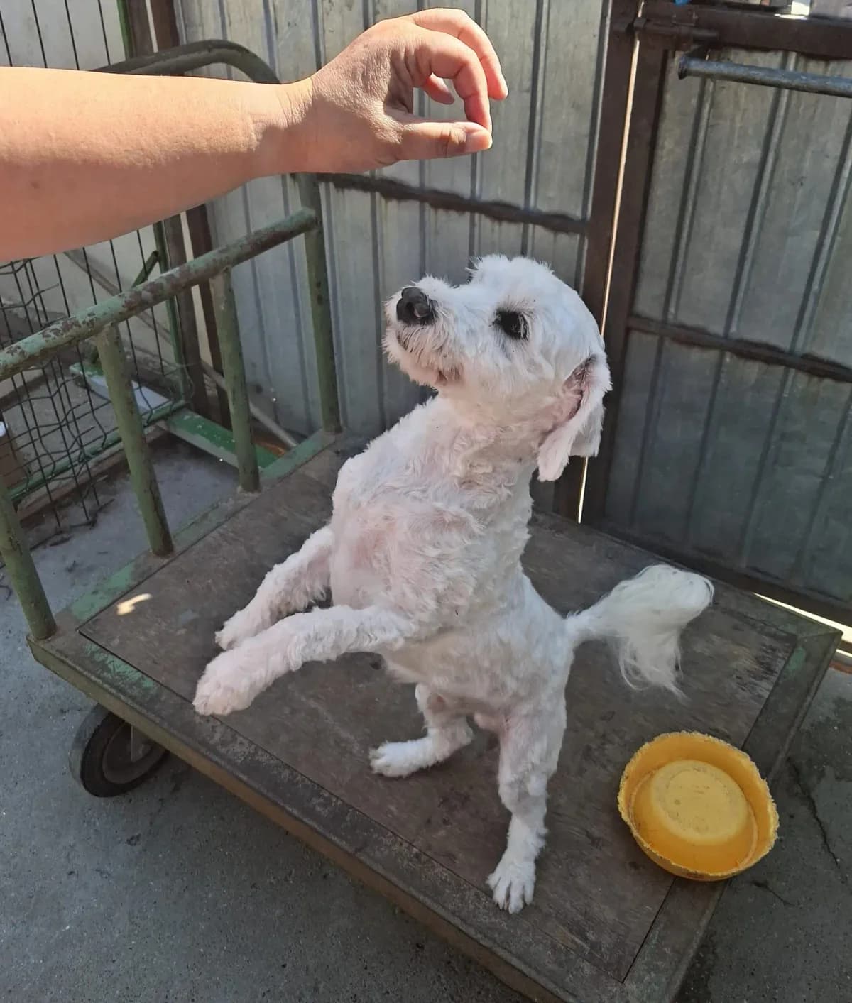 Toto *ca. 2024,  young Mixed Breed for adoption at Strays United e.V.
