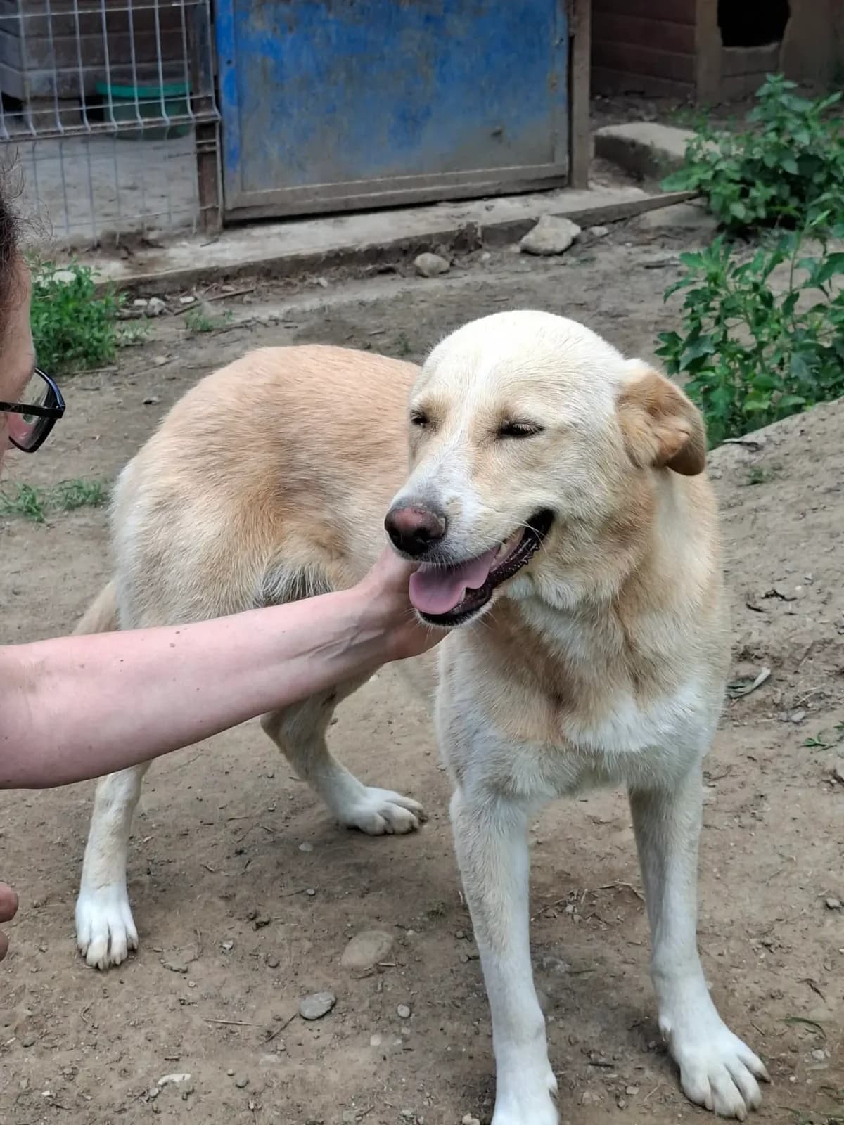 Mia 1 *2024,  young Mixed Breed for adoption at Strays United e.V.
