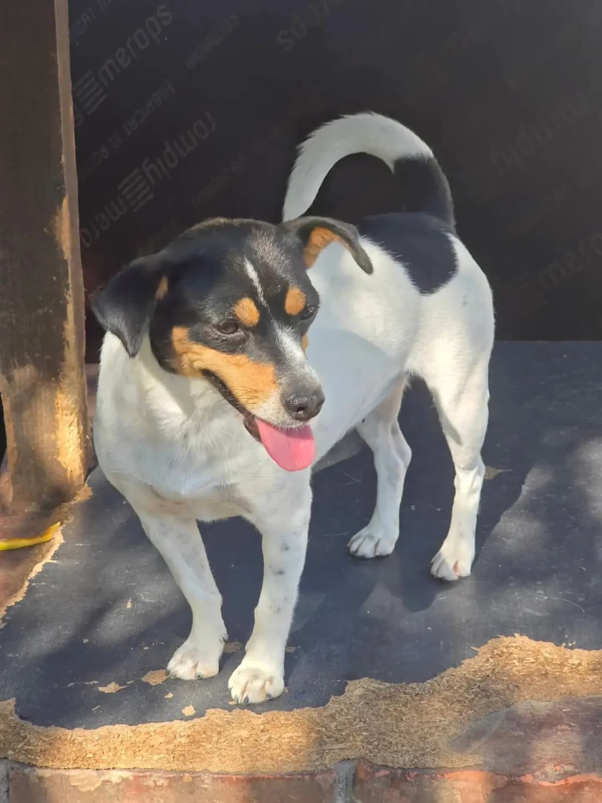 Alma *2024,  young Mixed Breed for adoption at Strays United e.V.