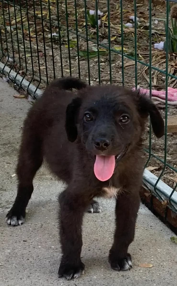 Bear * ca. 4/26,  puppy Mixed Breed for adoption at Strays United e.V.
