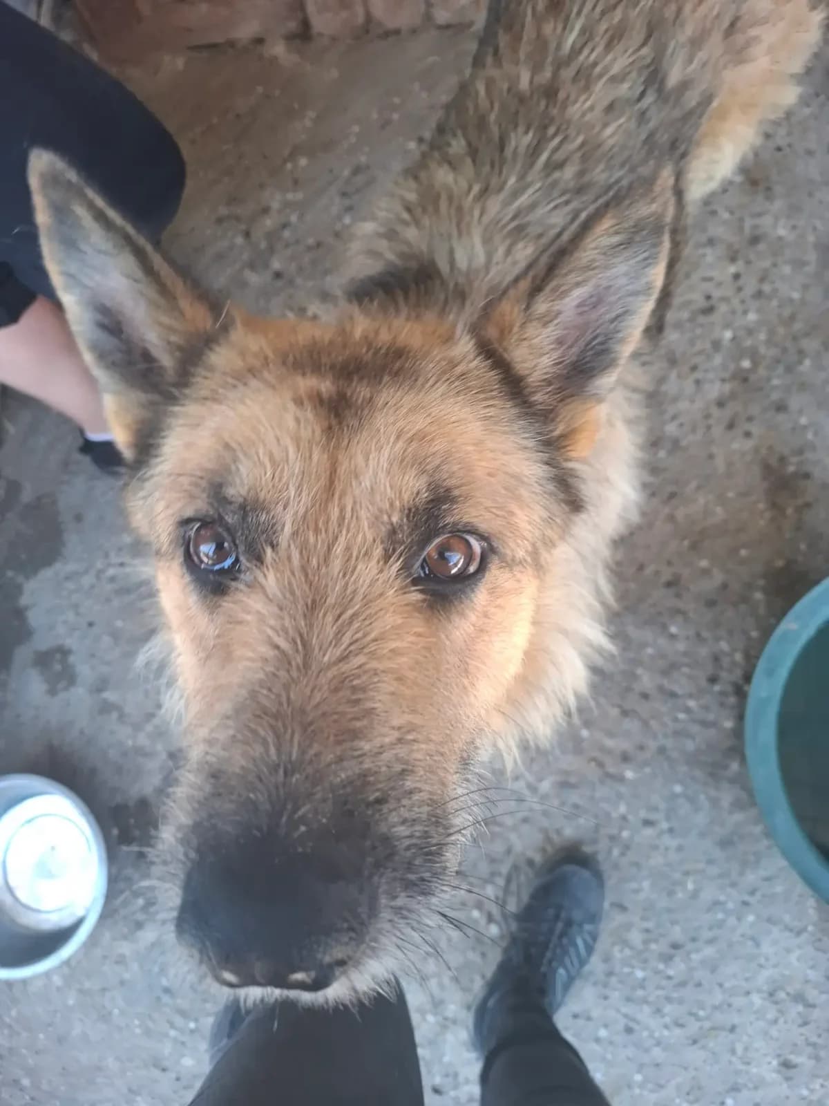 Herr Schröder *ca. 2024,  young Mixed Breed for adoption at Strays United e.V.