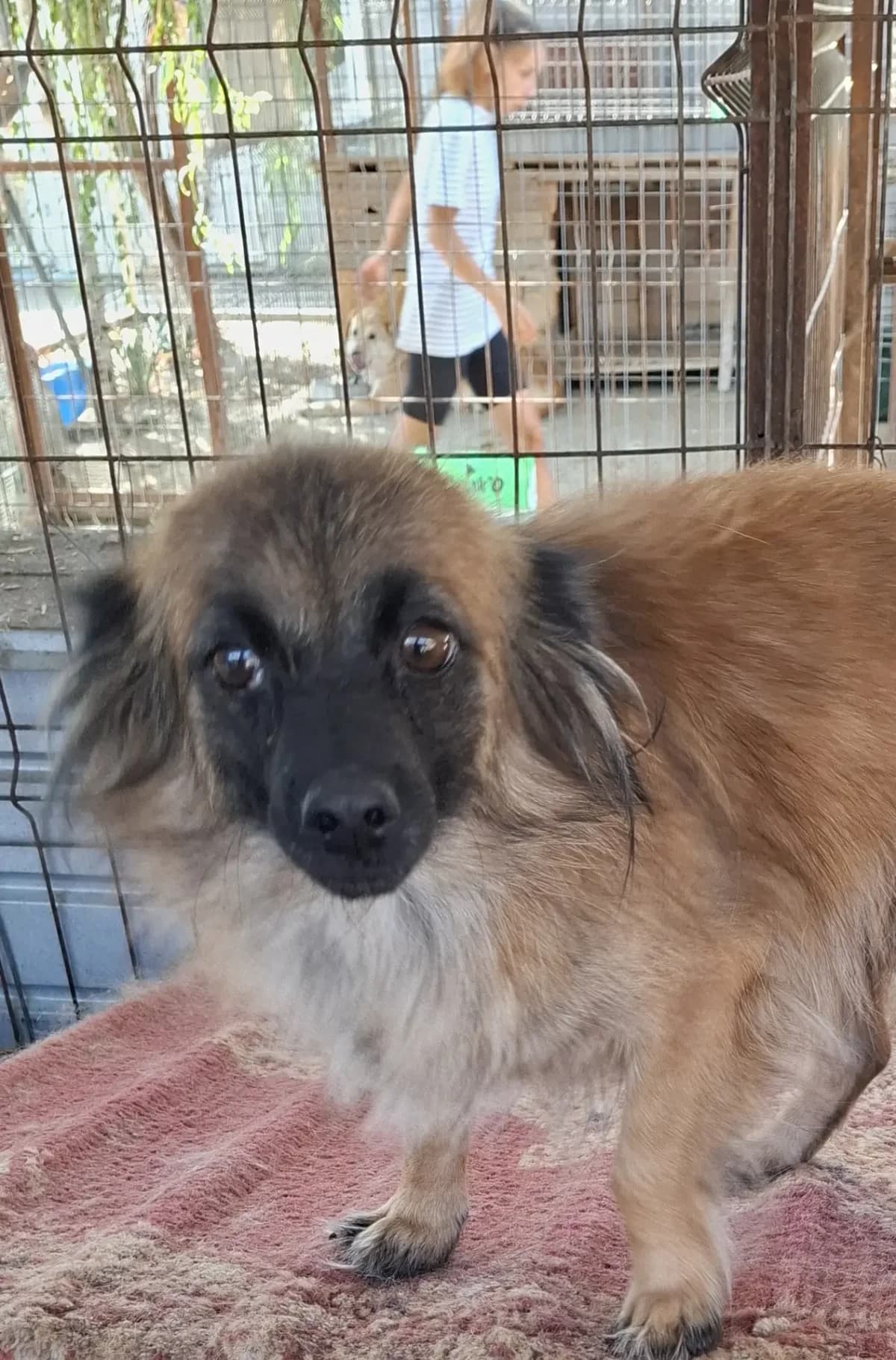 Fienchen *ca. 2024,  young Mixed Breed for adoption at Strays United e.V.