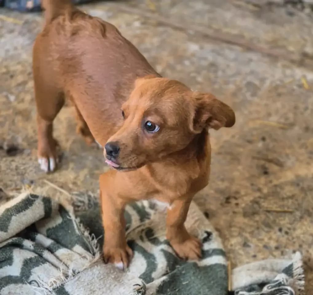 Joe *ca. 2/2026,  puppy Mixed Breed for adoption at Strays United e.V.