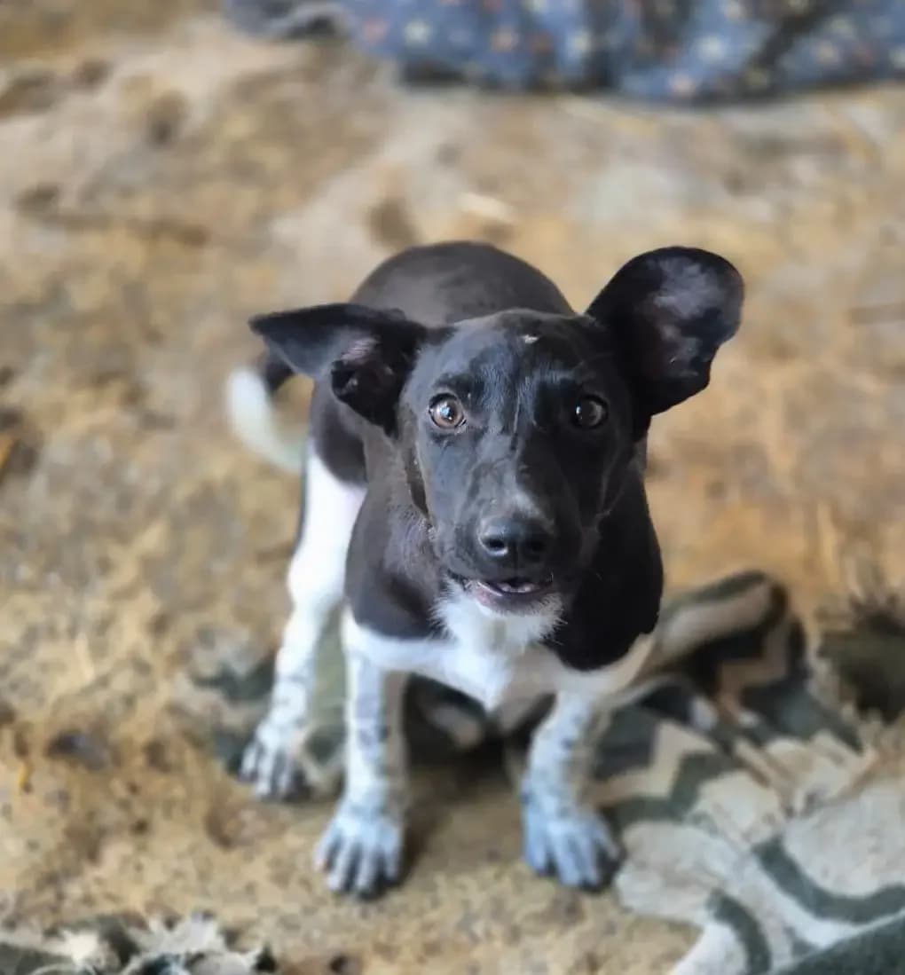 Line *ca. 2/2026,  puppy Mixed Breed for adoption at Strays United e.V.