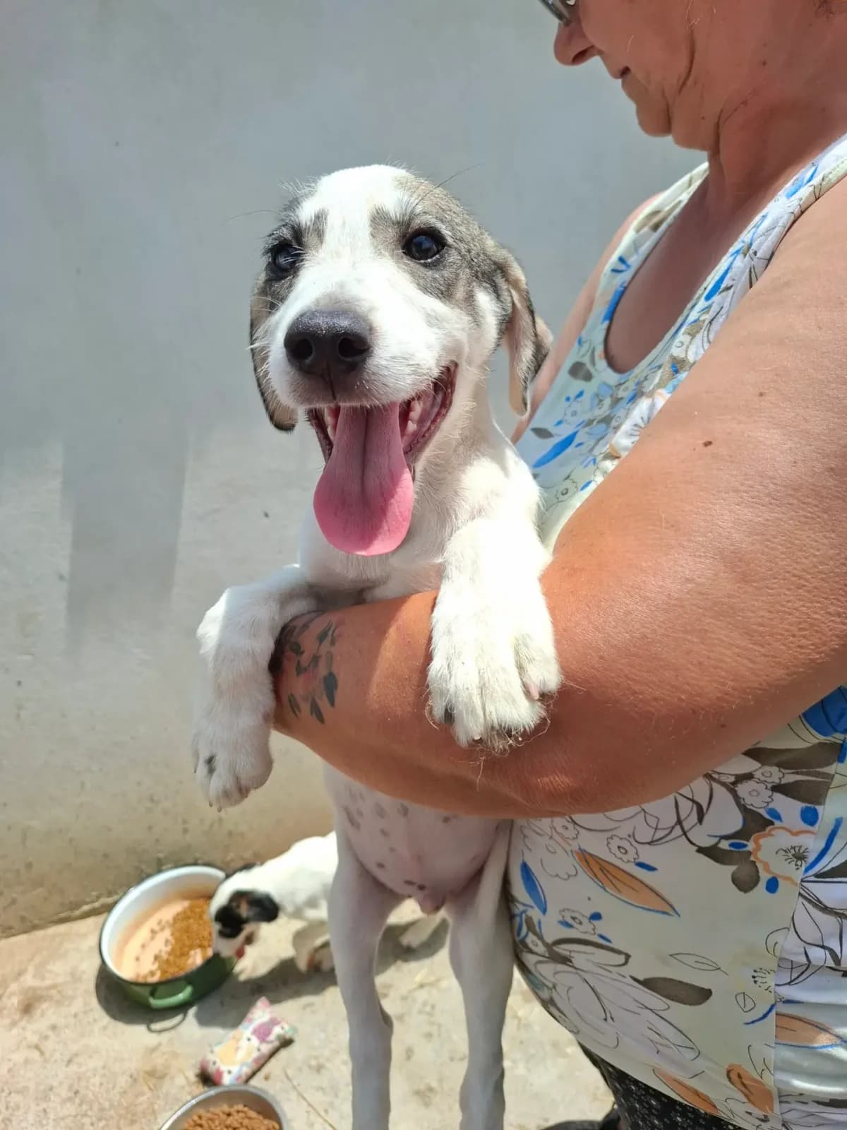 Bubi *ca. 3/2026,  puppy Mixed Breed for adoption at Strays United e.V.