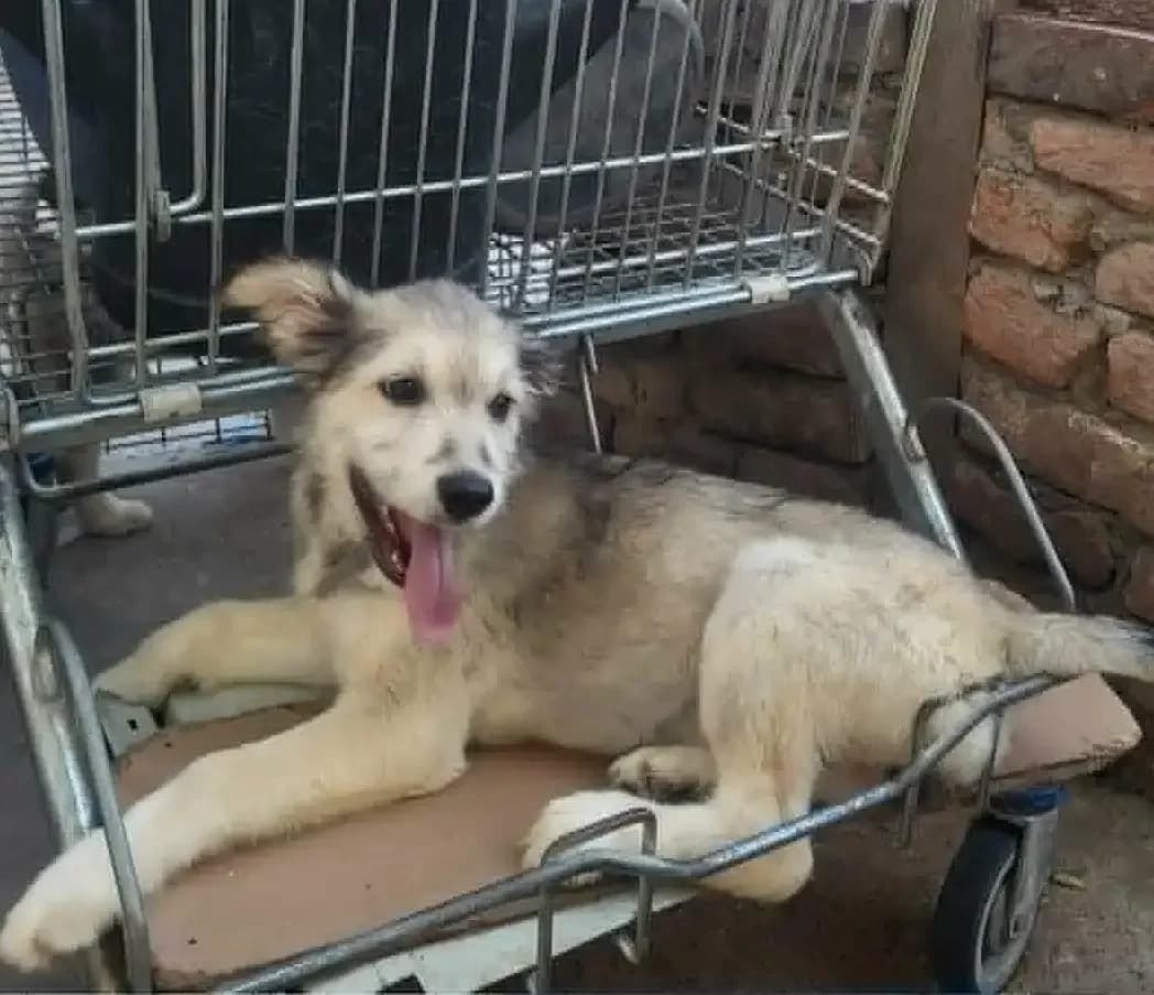 Holly *3/2026,  puppy Mixed Breed for adoption at Strays United e.V.