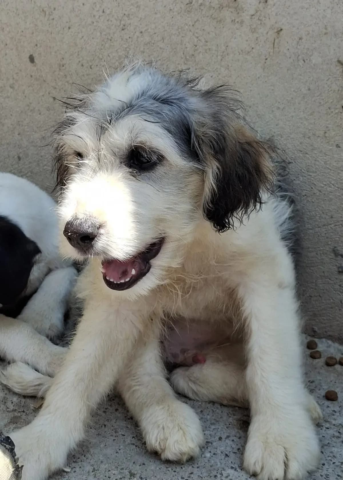 Jussi *6/2026,  puppy Mixed Breed for adoption at Strays United e.V.