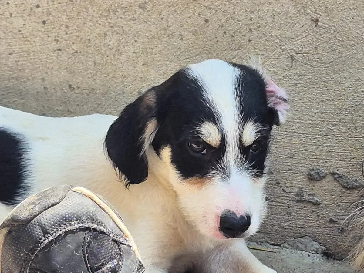 Kai-Uwe *3/2026,  puppy Mixed Breed for adoption at Strays United e.V.