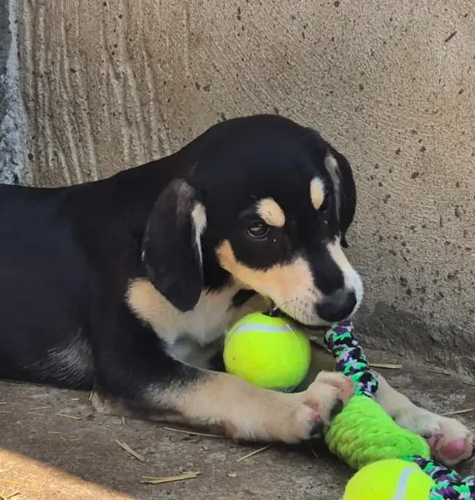 Sammy *3/2026,  puppy Mixed Breed for adoption at Strays United e.V.
