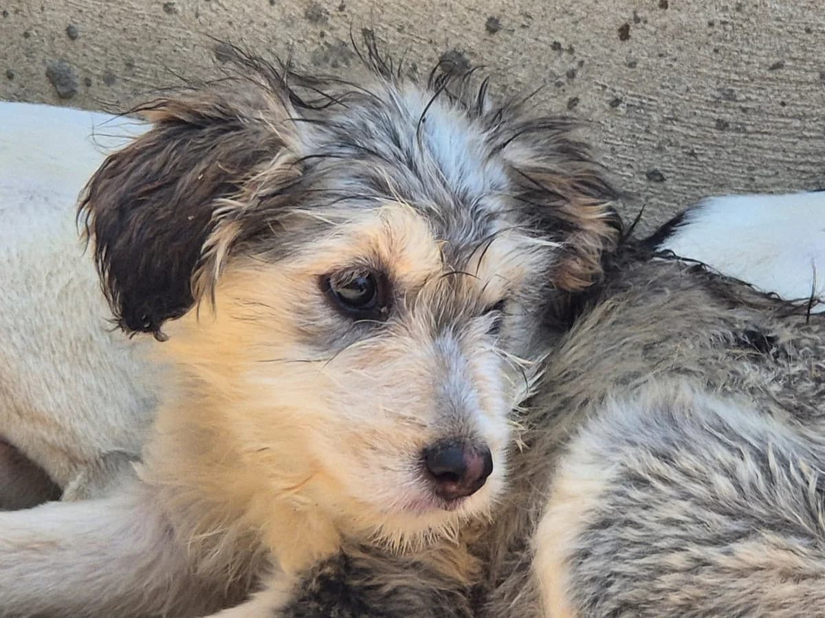 Luisa *6-2026,  puppy Mixed Breed for adoption at Strays United e.V.