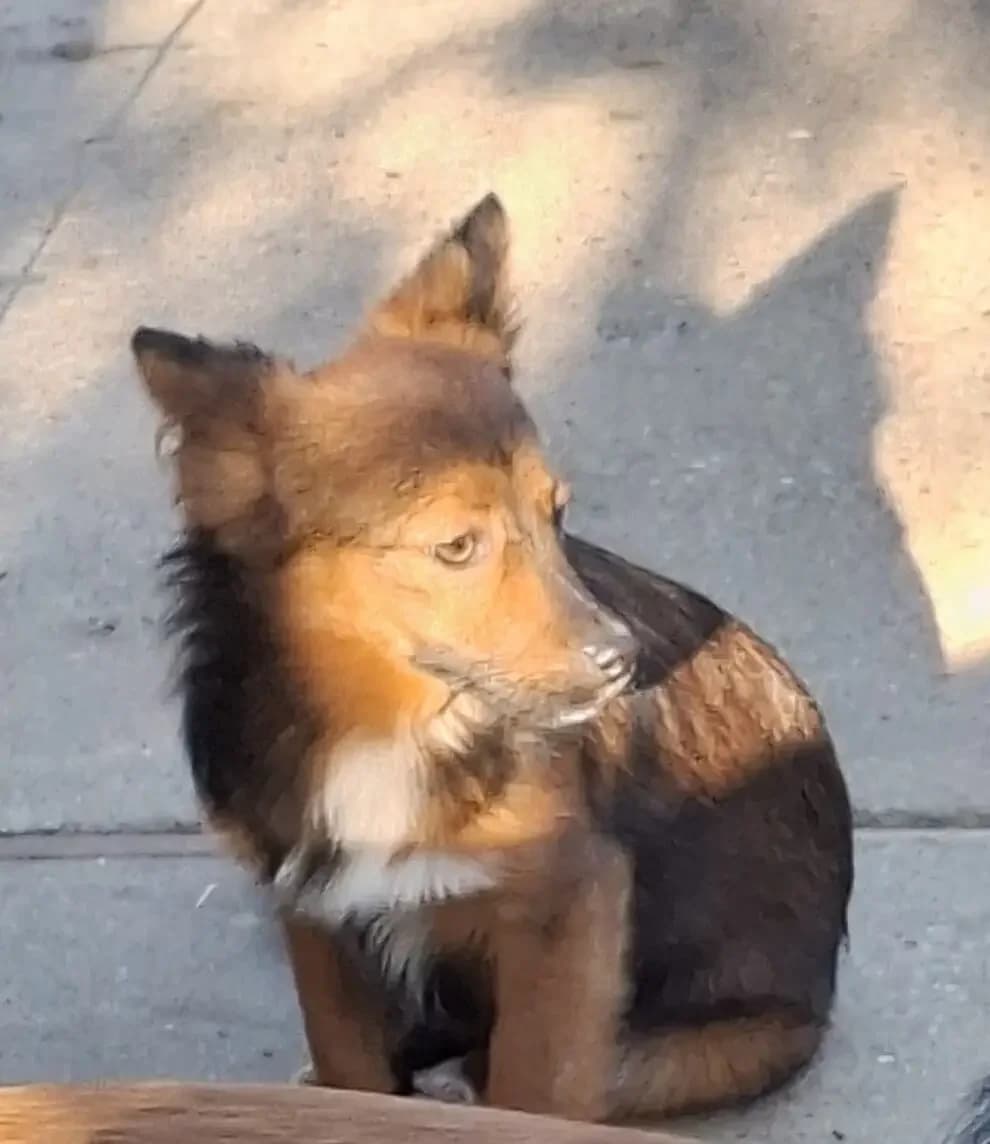 Tonja *4/2026,  puppy Mixed Breed for adoption at Strays United e.V.