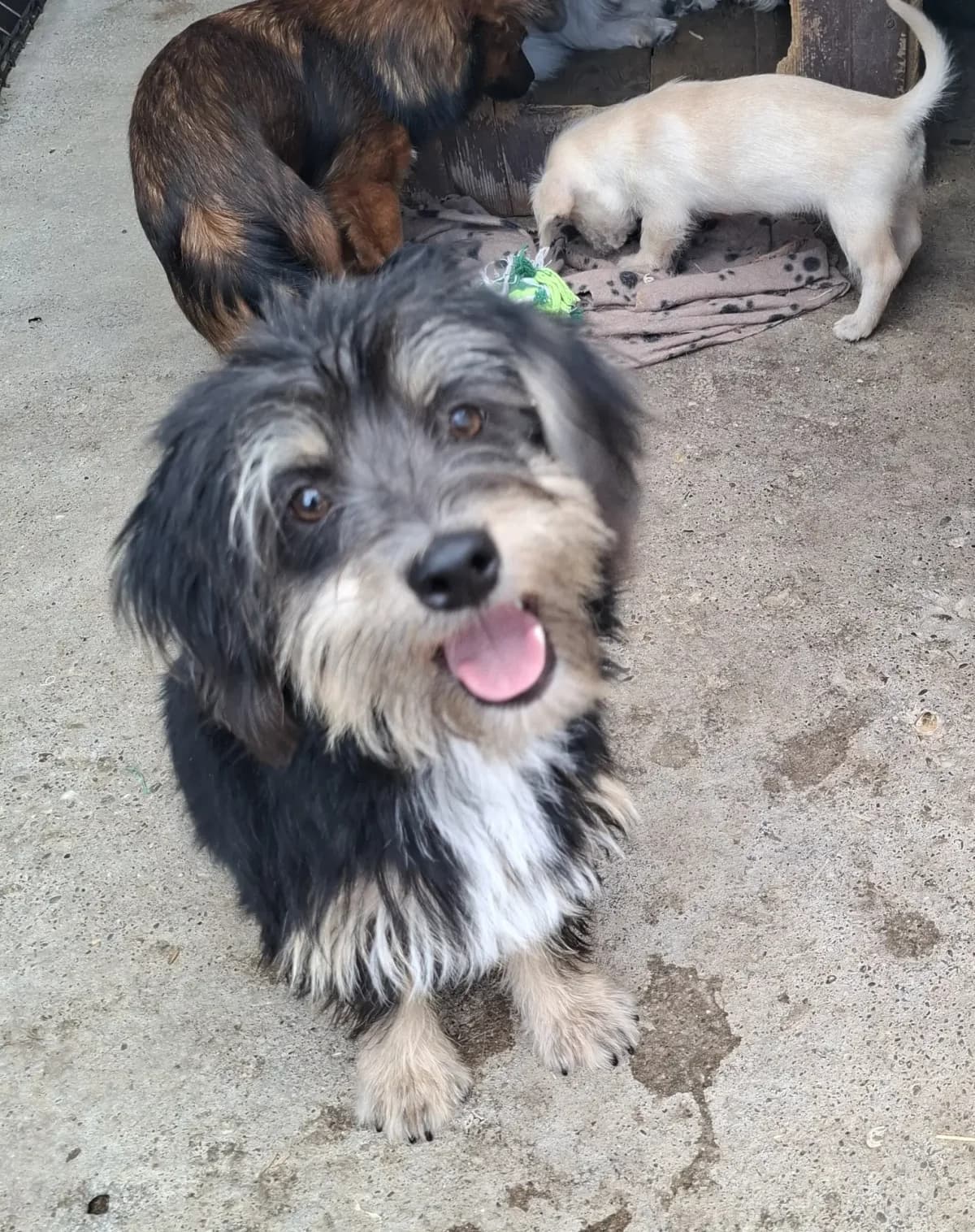 Toni *4/2026,  puppy Mixed Breed for adoption at Strays United e.V.