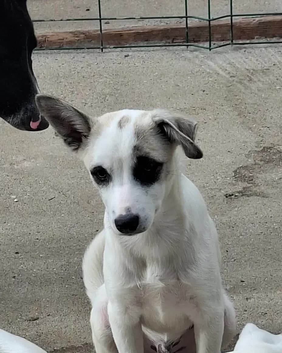 Patch *4/2026, weiß  puppy Mixed Breed for adoption at Strays United e.V.