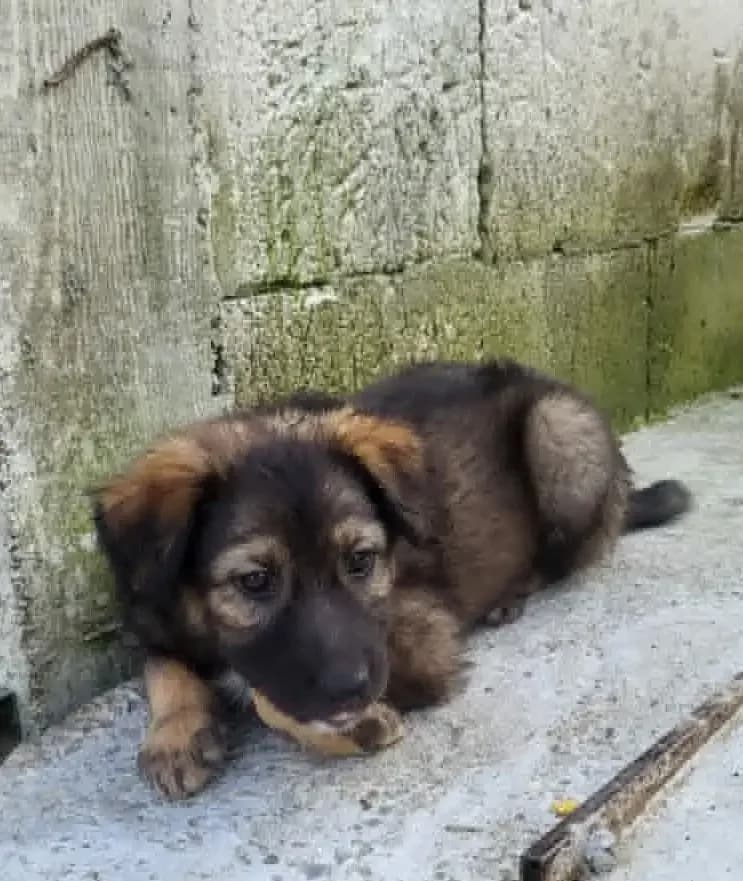 Jara *ca. 06/2026, puppy Mixed Breed for adoption at Strays United e.V.