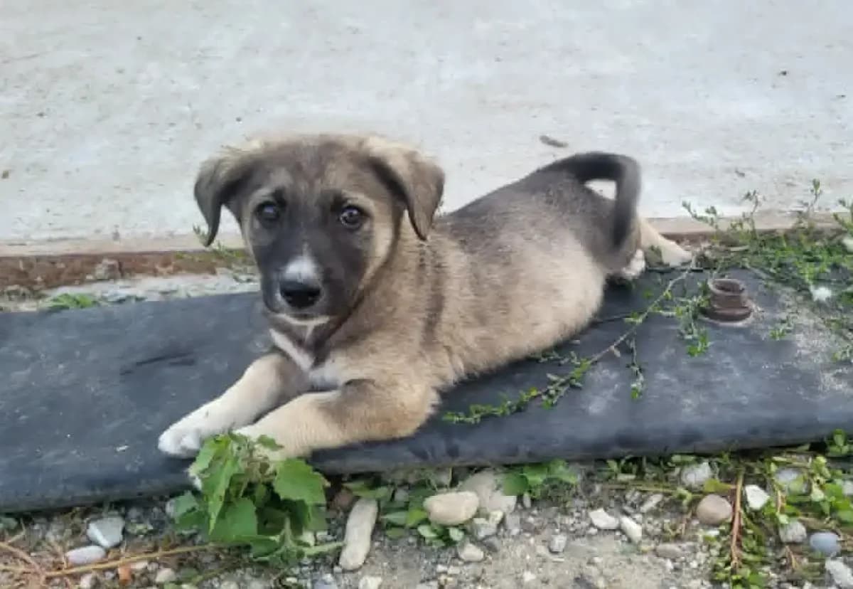 Luke *6/2026, puppy Mixed Breed for adoption at Strays United e.V.