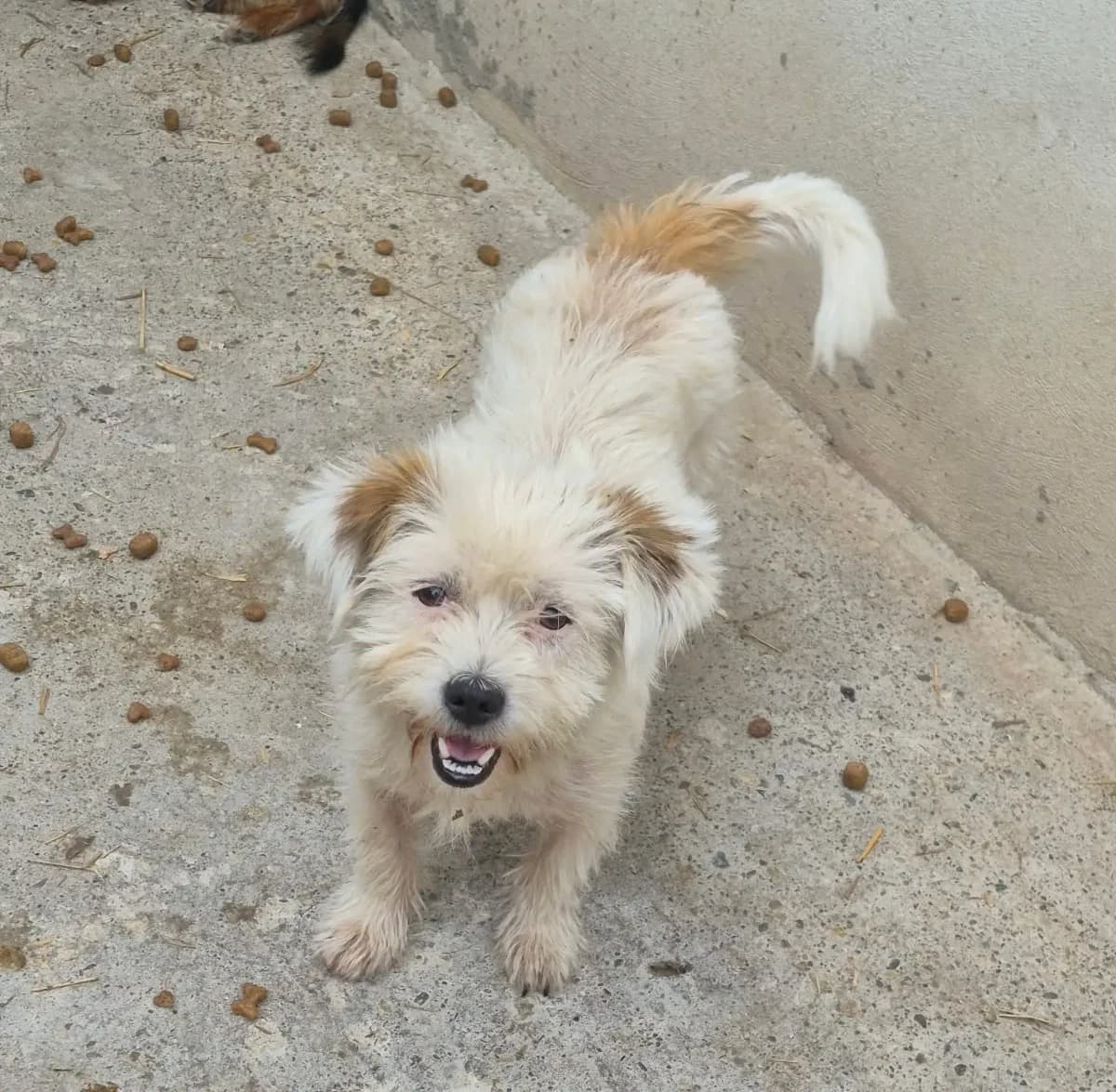 Ylvie *ca. 2024, young Mixed Breed for adoption at Strays United e.V.