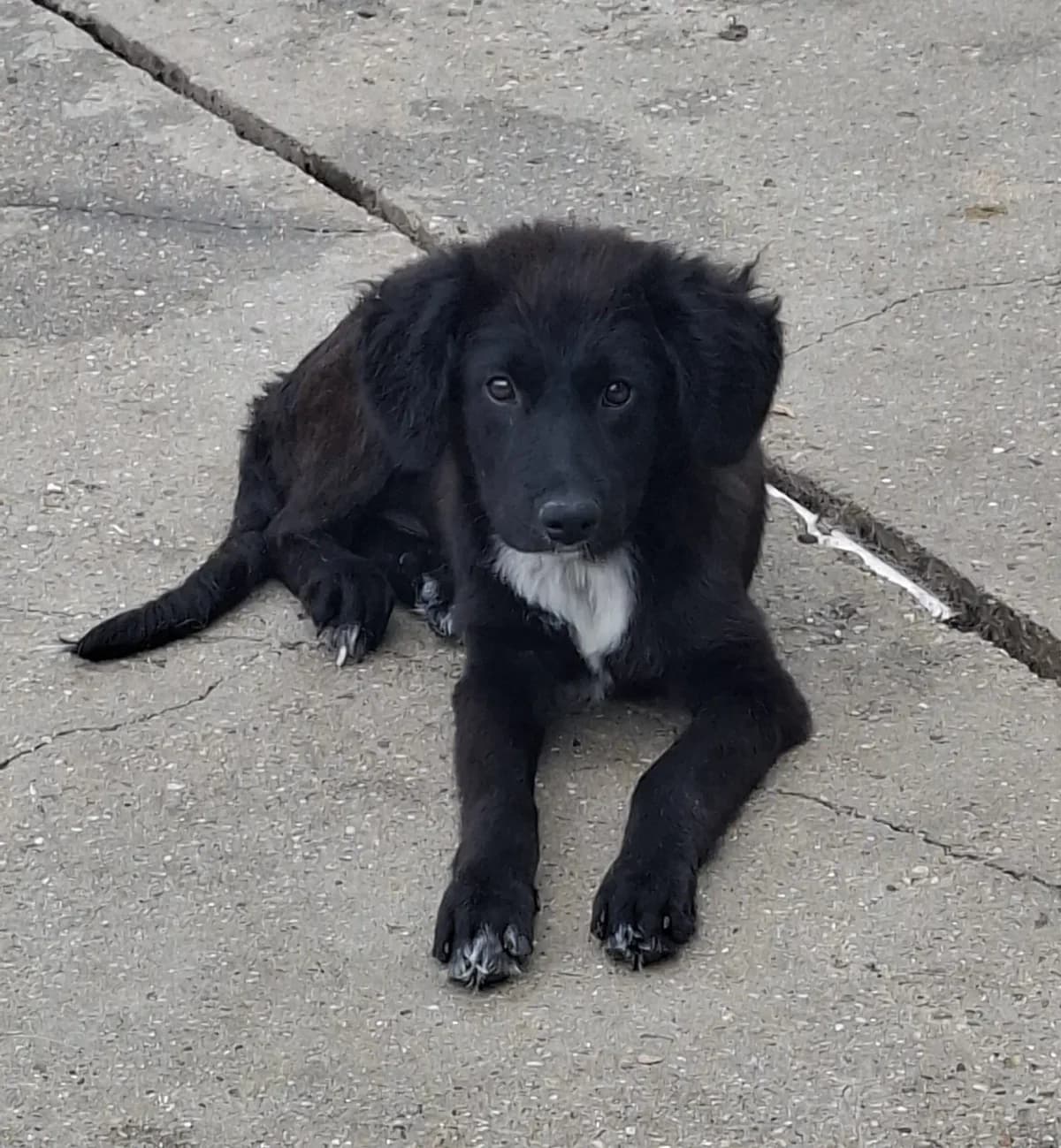Ira *3/2026,  puppy Mixed Breed for adoption at Strays United e.V.