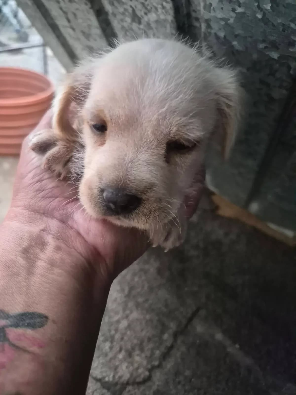 Mello *29.07.26,  puppy Mixed Breed for adoption at Strays United e.V.