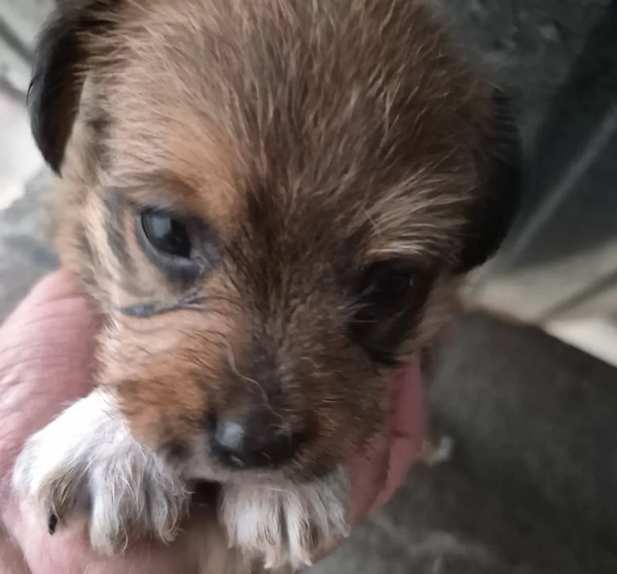 Boomer *29.07.,26,  puppy Mixed Breed for adoption at Strays United e.V.