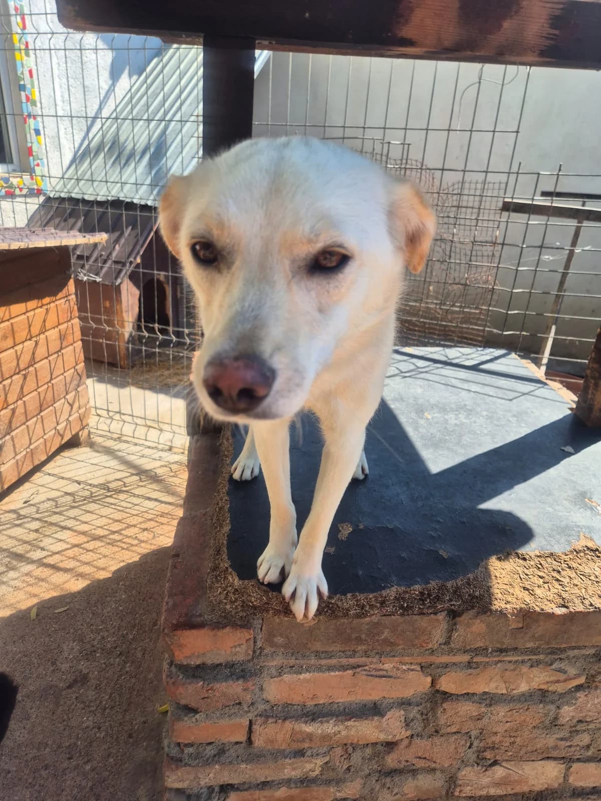 Mäuschen *10/2024,  young Mixed Breed for adoption at Strays United e.V.