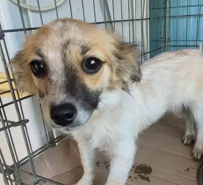 Paula *ca. 6/2026,  puppy Mixed Breed for adoption at Strays United e.V.