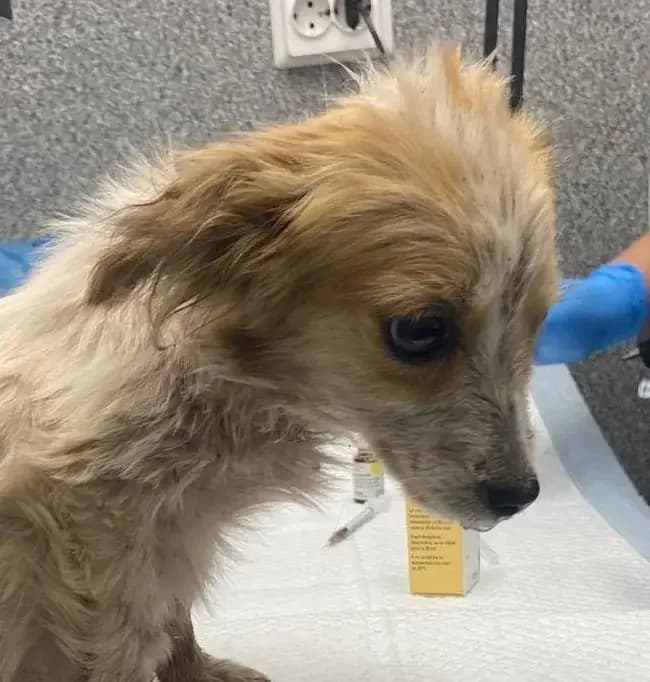 Lotta *ca. 6/2026,  puppy Mixed Breed for adoption at Strays United e.V.