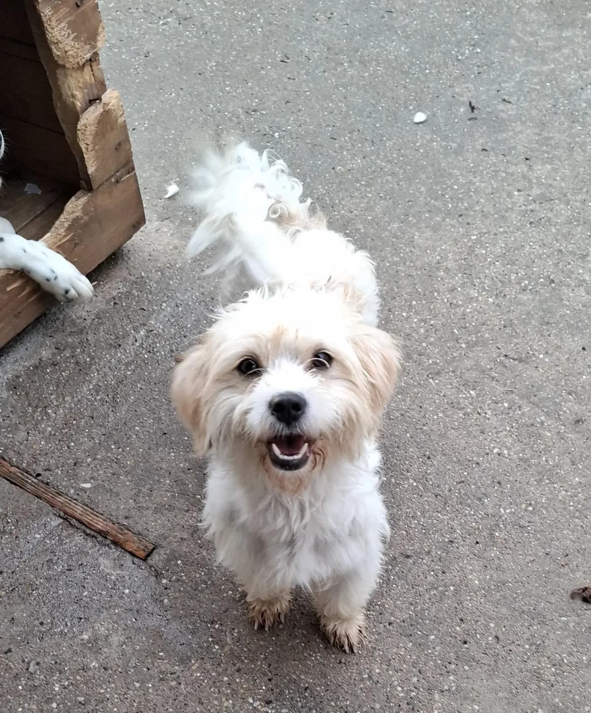 Romy 1 / ca. 7/2025,  young Mixed Breed for adoption at Strays United e.V.