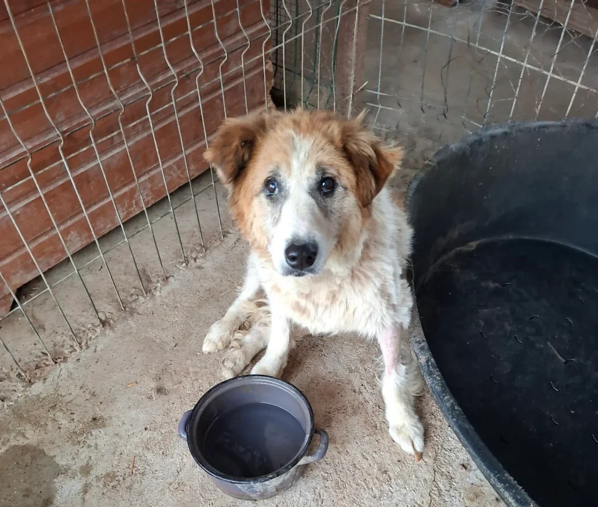 Alva *2012,  senior Mixed Breed for adoption at Strays United e.V.