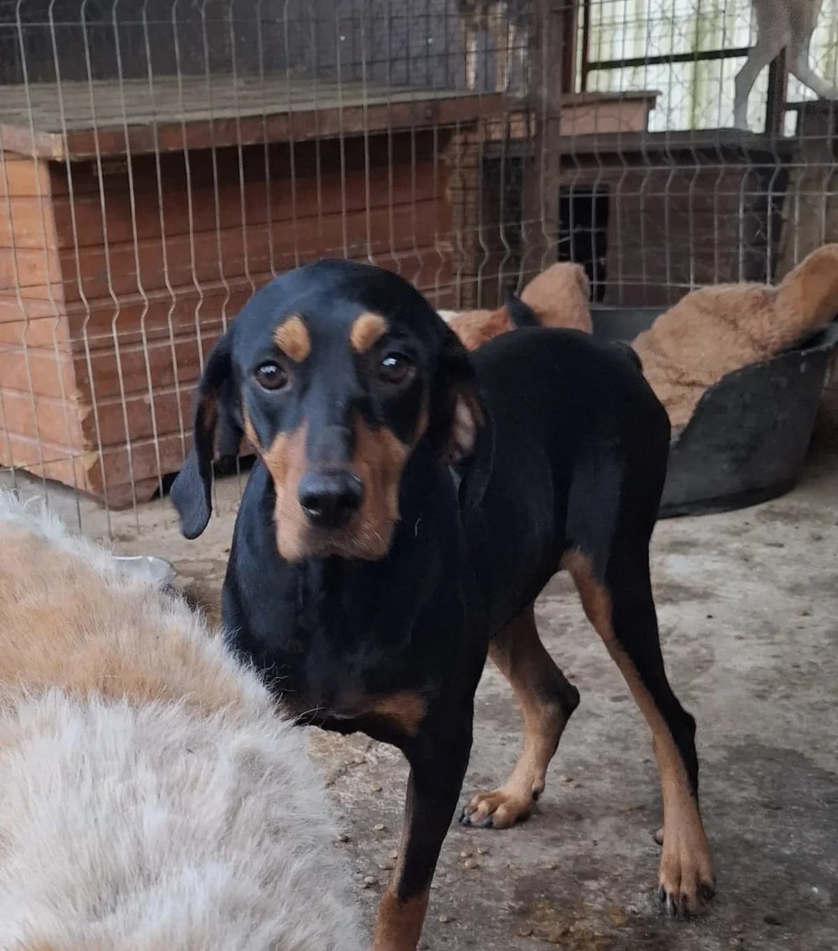 Suey *ca. 2024,  young Mixed Breed for adoption at Strays United e.V.