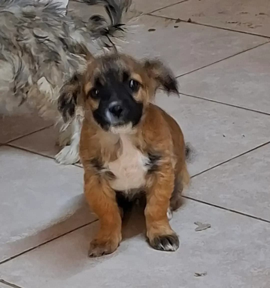 Dimitri *ca. 7/2026,  puppy Mixed Breed for adoption at Strays United e.V.