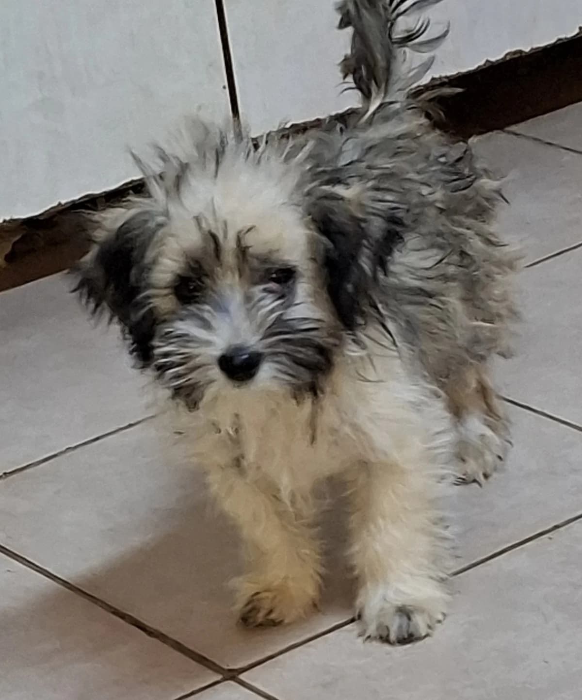Jorgo *ca. 7/26,  puppy Mixed Breed for adoption at Strays United e.V.