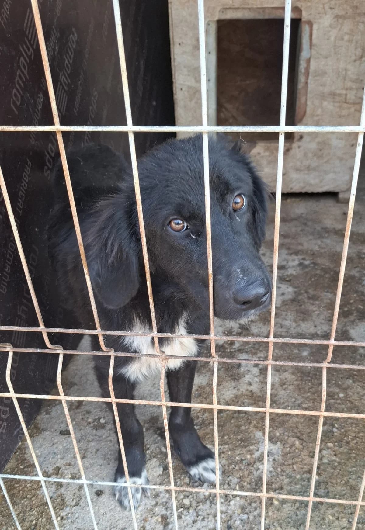 Klaus *ca. 2/2026,  puppy Mixed Breed for adoption at Strays United e.V.