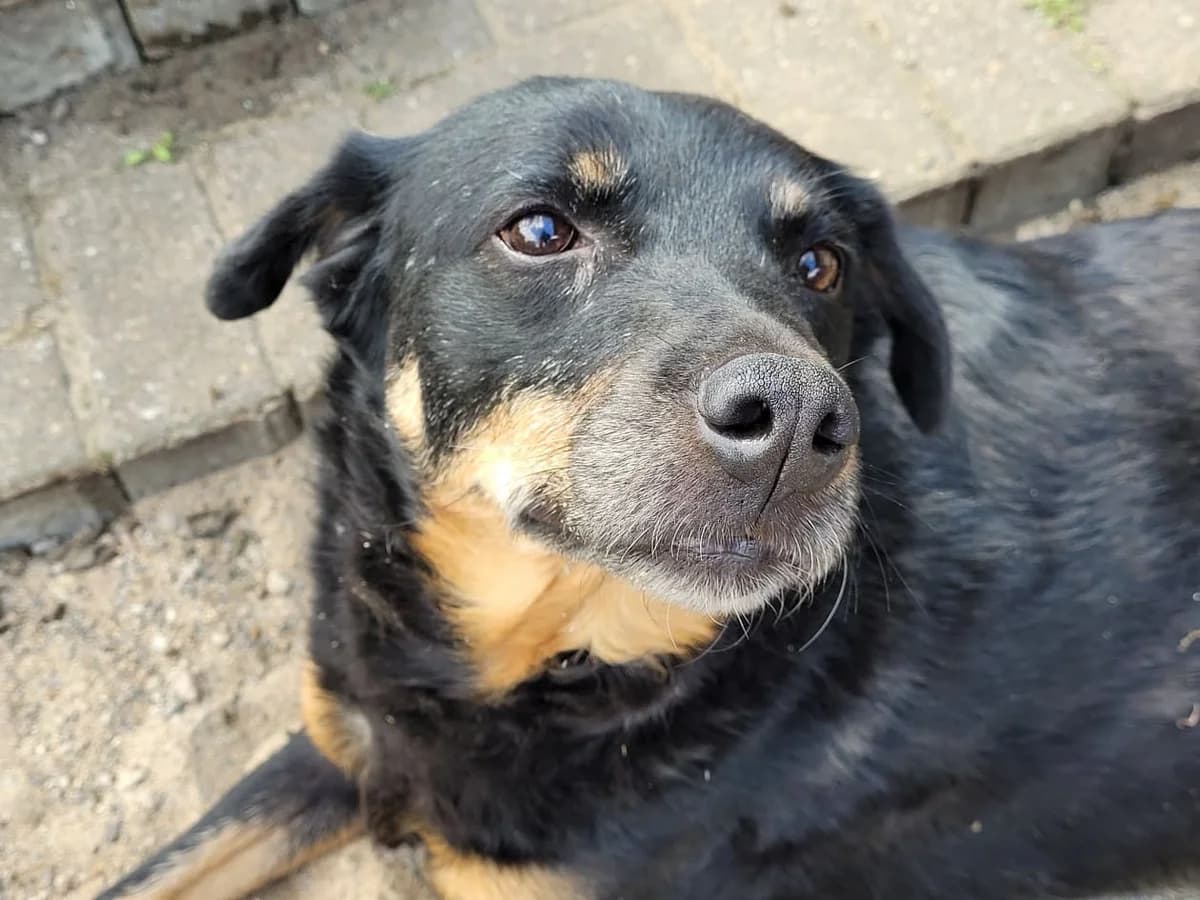 Dalina *2012,  senior Mixed Breed for adoption at Strays United e.V.