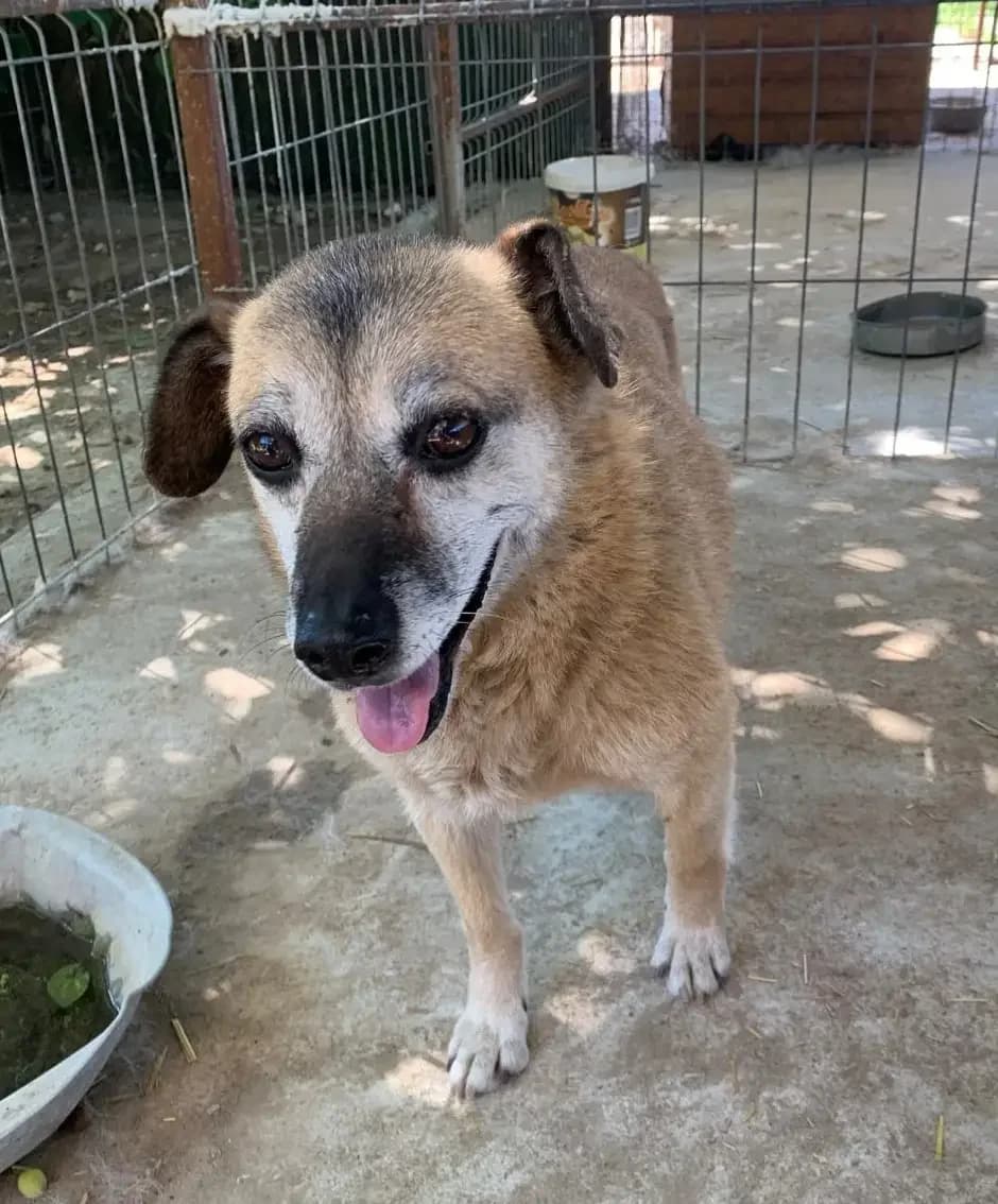 Mona *2013, grau  senior Mixed Breed for adoption at Strays United e.V.