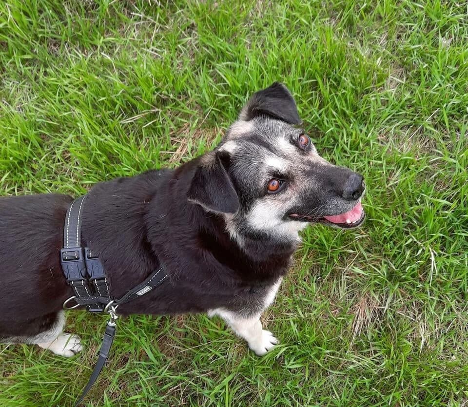 Athenine *2013,  senior Mixed Breed for adoption at Strays United e.V.