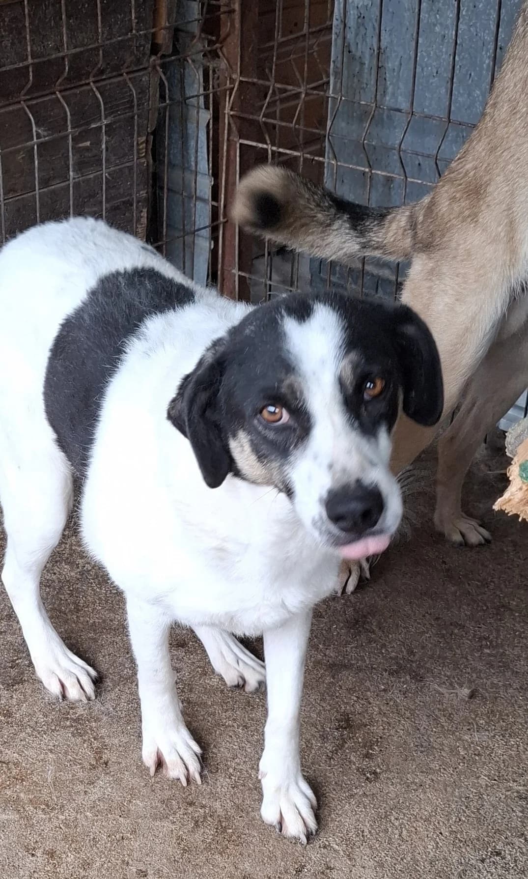 Lou *02/2021,  5yo Mixed Breed for adoption at Strays United e.V.
