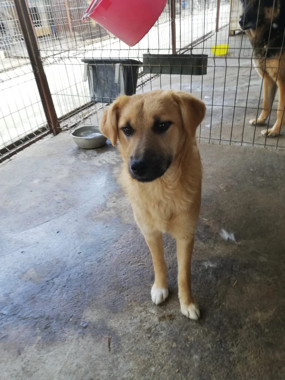 Yatho *02/2021,  5yo Mixed Breed for adoption at Strays United e.V.