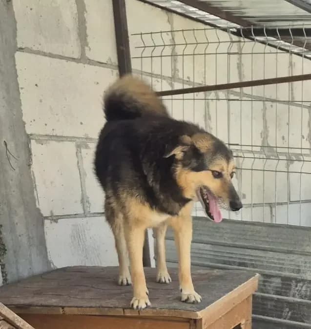 Strolchi *06/2021,  5yo Mixed Breed for adoption at Strays United e.V.